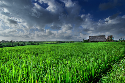 ricefieldsomewhere.jpg