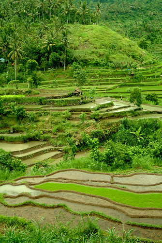 terraces.jpg