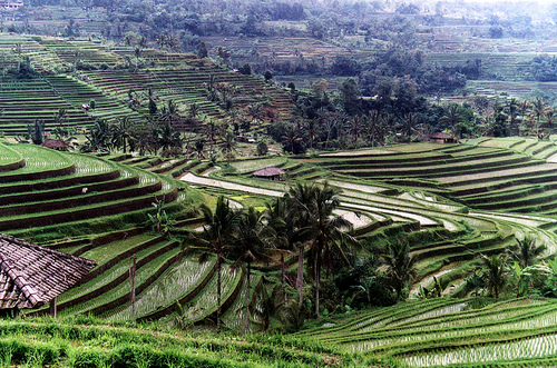 terracesinbali.jpg